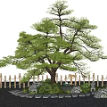 Landscape arbor modeling pine tree landscape tree courtyard tree 3d model