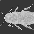 Detailed View Of Black Cockroach Body Structure On Isolated Black Background