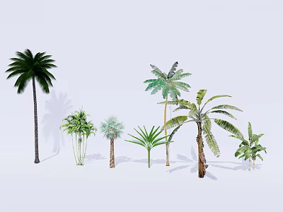 Different Types of Palm Trees With Diverse Leaf Shapes And Heights 3d model