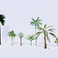 Different Types of Palm Trees With Diverse Leaf Shapes And Heights