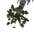 Lush Green Bonsai Potted Plant With Broad Leaves In Cement Pot