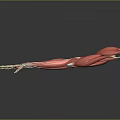 Advanced Medical Device 3D Anatomical Model of Human Arm Muscles for Medical Education