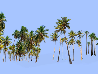 Tall Palm Trees With Lush Green Leaves Against Clear Blue Sky 3d model