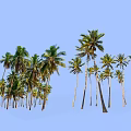 Tall Palm Trees With Lush Green Leaves Against Clear Blue Sky