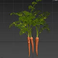 Healthy Carrot Plants with Green Leaves and Roots and Measuring Scale Showing Growth Height