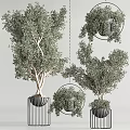 Bonsai Potted Plants with Twisted Trunks Lush Leaves and Black Metal Round Stands