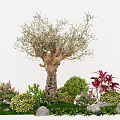 Plant Combination Showcasing Olive Tree Pink Flowers Green Shrubs Red Plants Stones And Grass