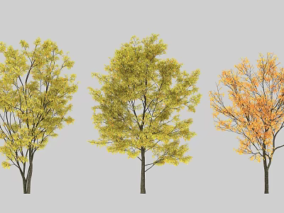 Three Deciduous Arbor Trees With Yellow Golden And Orange Autumn Foliage 3d model