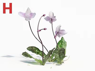 Beautiful White Purple Spotted Orchids With Green Variegated Leaves Purple Stems And Buds 3d model