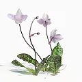 Beautiful White Purple Spotted Orchids With Green Variegated Leaves Purple Stems And Buds