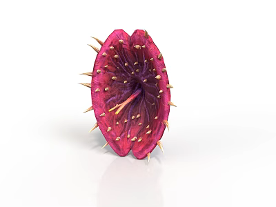 Exotic Red Thorny Plant Featuring Petal Like Structure With Shiny Center Seeds And Yellow Stamens 3d model