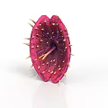 Exotic Red Thorny Plant Featuring Petal Like Structure With Shiny Center Seeds And Yellow Stamens