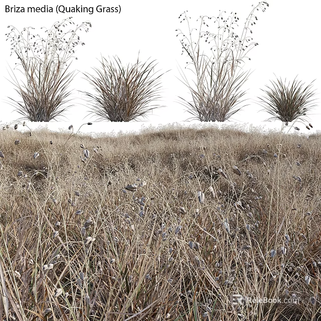 Natural Garden Ornamental Grasses With Dry Herbaceous Plants And Landscape Design 3d model 