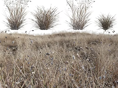 Natural Garden Ornamental Grasses With Dry Herbaceous Plants And Landscape Design 3d model