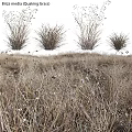 Natural Garden Ornamental Grasses With Dry Herbaceous Plants And Landscape Design