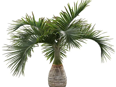 Large Leafy Palm Tree With Green Foliage In Textured Pot For Home Decoration 3d model