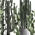Bonsai Potted Cacti Plants In Gray Pots With Rope Decorations And Green Leaves