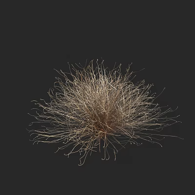 Brown Red Carex Carex Carex Red Chicken Brown Red Carex 3d model