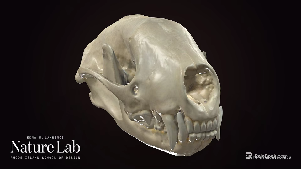Highly Detailed Animal Skull Anatomical Model From Sure Lab Scientific Research 3d model 
