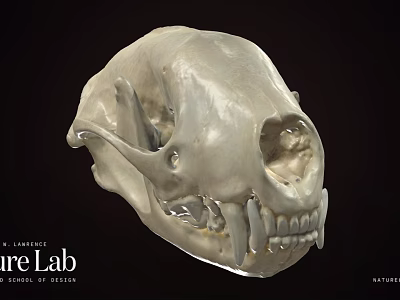 Highly Detailed Animal Skull Anatomical Model From Sure Lab Scientific Research 3d model