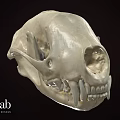 Highly Detailed Animal Skull Anatomical Model From Sure Lab Scientific Research