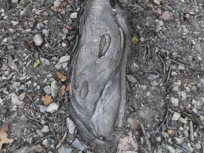 Microtopography Featuring Weathered Wooden Log Surrounded by Small Stones Fallen Leaves and Dirt Ground 3d model