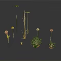 Colorful Flowers And Green Potted Plants With Long Stems On White Background