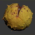 Fresh Edible Chestnut With Spiky Yellow Shell And Red Spots Split Open