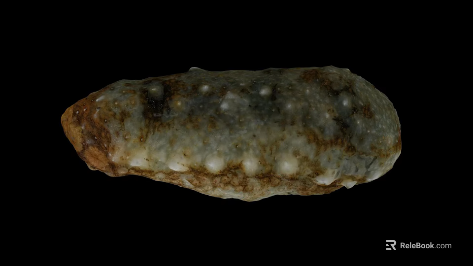 Natural Irregular Shaped Seashell With Grayish Brown Texture And Protruding Dots 3d model 