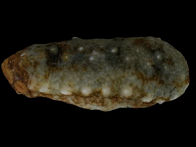 Natural Irregular Shaped Seashell With Grayish Brown Texture And Protruding Dots 3d model