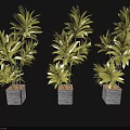 Bonsai Potted Plants With Yellow Green Leaves In Gray Square Pots