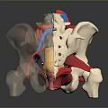Medical Device Spinal Anatomical Model With Colored Nerves Vessels And Bones For Medical Education