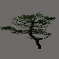 Unique Shaped Pine Tree With Curved Trunk And Lush Green Foliage
