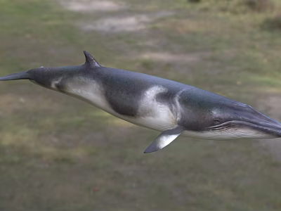 Black And White Whale Swimming In Ocean With Dorsal Fin And Smooth Skin 3d model