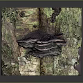 Wood and Stone Natural Textured Surface with Lush Moss in Detailed 3D Model