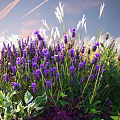 Lavender Shrub with Purple Flowers White Grasses and Green Foliage in Garden