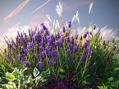 Lavender Shrub with Purple Flowers White Grasses and Green Foliage in Garden 3d model