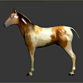 Brown And White Standing Horse Model With Shiny Black Background Reflection 3d model