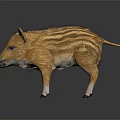 Baby Wild Boar with Brown Stripes Standing on Black Background Showing Reflection