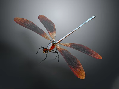 Vibrant Dragonfly With Brownish Red Wings And Blue White Body Flying Against Gray Background 3d model