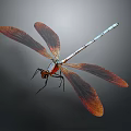 Vibrant Dragonfly With Brownish Red Wings And Blue White Body Flying Against Gray Background