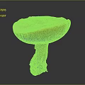 Natural Fresh Edible Mushroom With Yellow Cap Light Inner Surface And Mossy Root
