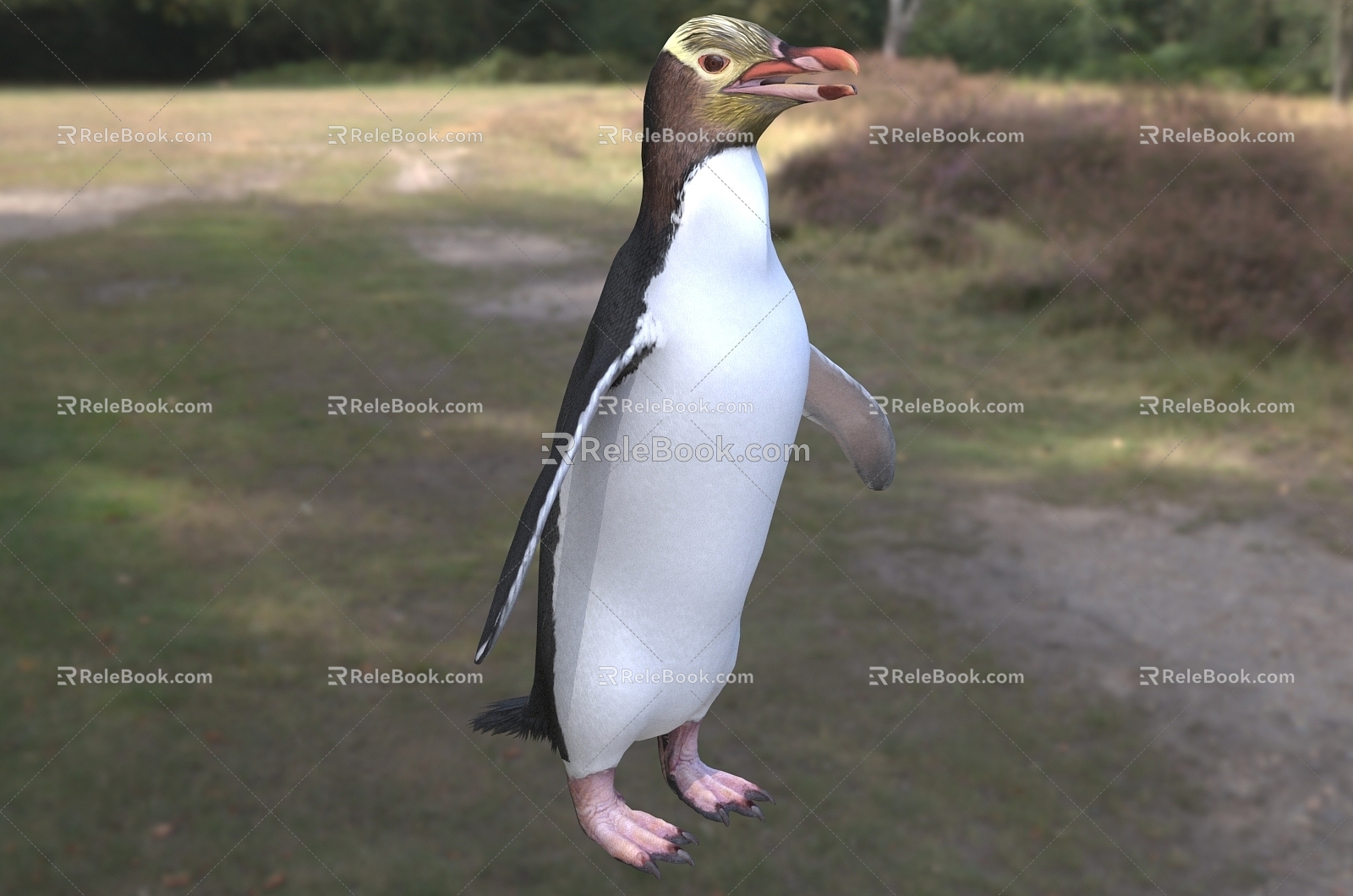 Species of the genus Yellow-eyed Penguin Ornithocelinae Penguin 3d model