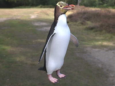 Species of the genus Yellow-eyed Penguin Ornithocelinae Penguin model