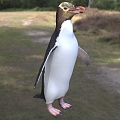 Species of the genus Yellow-eyed Penguin Ornithocelinae Penguin 3d model