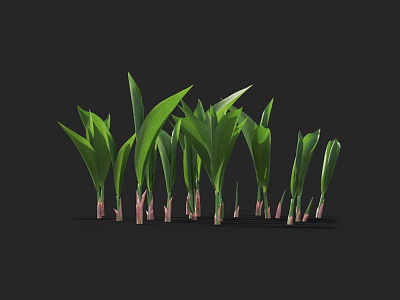 Fresh Green Leaf Plants With Pink Stems On Black Background 3d model