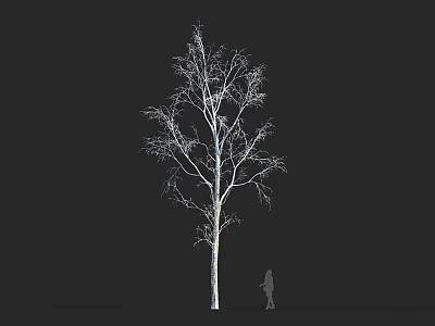 Leafless Tree with White Trunk and Small Human Figure against Black Background 3d model