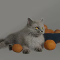 Gray Long Haired Cat With Yellow Eyes Near Bowl Of Oranges On Black Background
