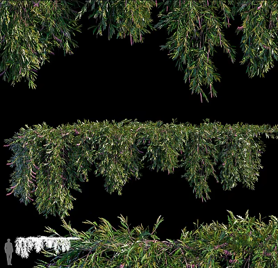 Green Decorative Vines With Lush Hanging Branches And Fresh Foliage 3d model