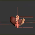 Detailed Anatomical Structure of Abdominal Organs Including Liver Stomach Small and Large Intestines